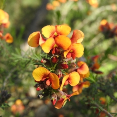 Dillwynia sericea (Egg And Bacon Peas) at Fadden Hills Pond - 5 Nov 2016 by ArcherCallaway