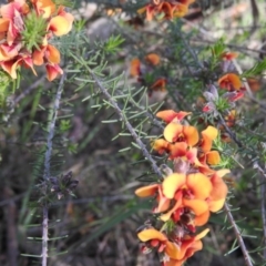 Dillwynia sericea at Fadden, ACT - 5 Nov 2016