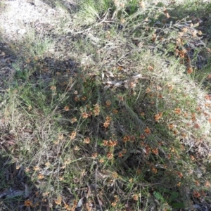 Dillwynia sericea at Fadden, ACT - 5 Nov 2016