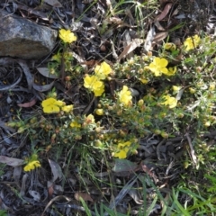 Hibbertia obtusifolia (Grey Guinea-flower) at Fadden Hills Pond - 5 Nov 2016 by ArcherCallaway