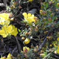 Hibbertia obtusifolia at Fadden, ACT - 5 Nov 2016 08:27 AM