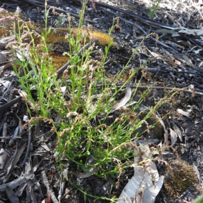 Gonocarpus tetragynus (Common Raspwort) at Fadden Hills Pond - 5 Nov 2016 by ArcherCallaway