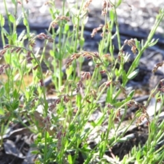 Gonocarpus tetragynus at Fadden, ACT - 5 Nov 2016