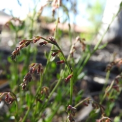 Gonocarpus tetragynus at Fadden, ACT - 5 Nov 2016