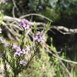 Coleonema pulchellum at Fadden, ACT - 5 Nov 2016