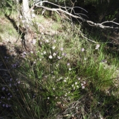 Coleonema pulchellum at Fadden, ACT - 5 Nov 2016