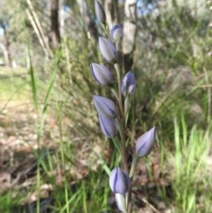 Thelymitra sp. (A Sun Orchid) at Fadden Hills Pond - 5 Nov 2016 by ArcherCallaway