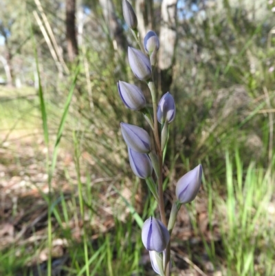 Thelymitra (Genus) (Sun Orchid) at Fadden Hills Pond - 5 Nov 2016 by ArcherCallaway