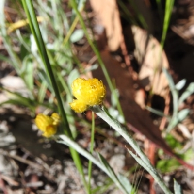 Chrysocephalum apiculatum (Common Everlasting) at Fadden Hills Pond - 5 Nov 2016 by ArcherCallaway