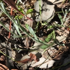 Chrysocephalum apiculatum at Fadden, ACT - 5 Nov 2016