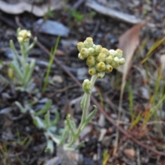 Pseudognaphalium luteoalbum (Jersey Cudweed) at Fadden, ACT - 4 Nov 2016 by RyuCallaway