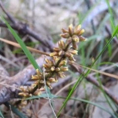 Lomandra longifolia (Spiny-headed Mat-rush, Honey Reed) at Fadden, ACT - 4 Nov 2016 by RyuCallaway