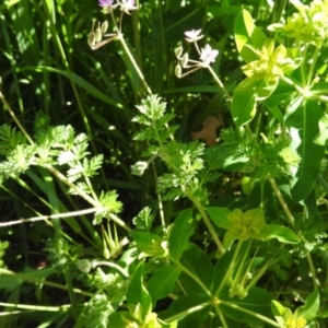 Erodium cicutarium at Fadden, ACT - 5 Nov 2016