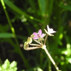 Erodium cicutarium at Fadden, ACT - 5 Nov 2016 09:08 AM