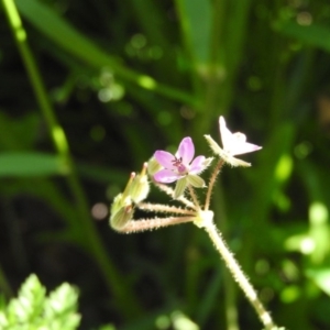 Erodium cicutarium at Fadden, ACT - 5 Nov 2016 09:08 AM