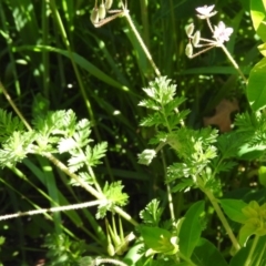 Erodium cicutarium at Fadden, ACT - 5 Nov 2016