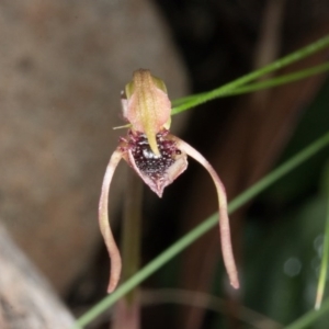 Chiloglottis reflexa at Acton, ACT - suppressed