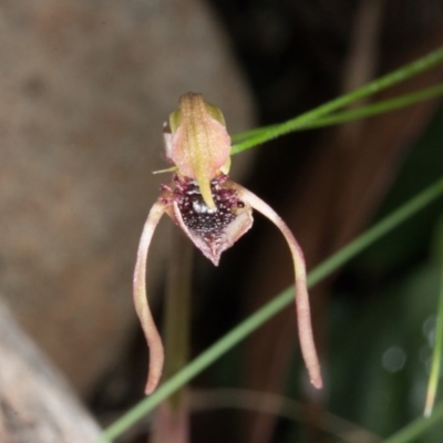 Chiloglottis reflexa (Short-clubbed Wasp Orchid) at ANBG South Annex - 9 Jun 2017 by DerekC