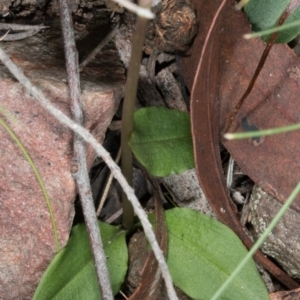 Chiloglottis reflexa at Acton, ACT - suppressed