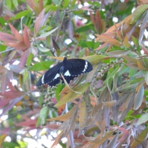 Papilio aegeus at Fadden, ACT - 5 Nov 2016 05:15 PM