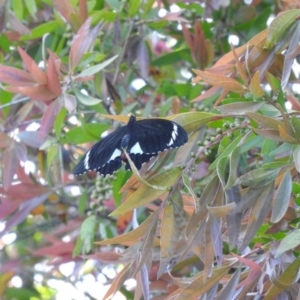 Papilio aegeus at Fadden, ACT - 5 Nov 2016