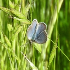 Zizina otis (Common Grass-Blue) at Goorooyarroo NR (ACT) - 6 Nov 2016 by ArcherCallaway