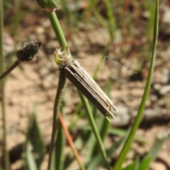 Clania lewinii (Lewin's case moth) at Goorooyarroo NR (ACT) - 5 Nov 2016 by ArcherCallaway