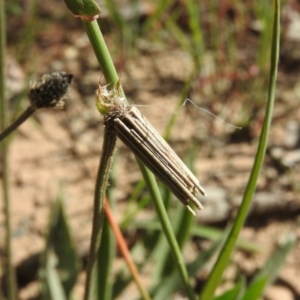 Clania lewinii & similar Casemoths at Goorooyarroo NR (ACT) - 6 Nov 2016