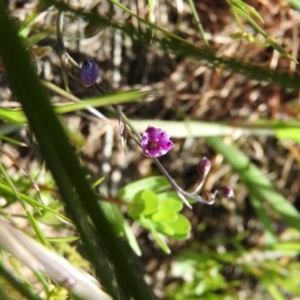 Arthropodium minus at Goorooyarroo NR (ACT) - 6 Nov 2016