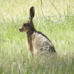 Lepus capensis (Brown Hare) at Goorooyarroo NR (ACT) - 5 Nov 2016 by RyuCallaway