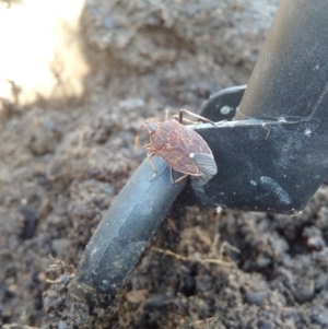 Poecilometis strigatus at Narrabundah, ACT - 11 May 2017