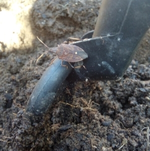 Poecilometis strigatus at Narrabundah, ACT - 11 May 2017