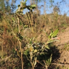 Oenothera indecora subsp. bonariensis at Paddys River, ACT - 1 Apr 2017 06:16 PM