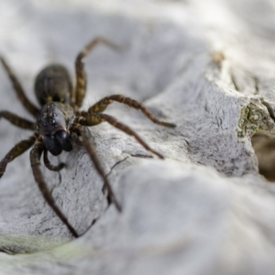 Lycosidae (family) (Wolf spider) at Murrumbateman, NSW - 10 Jun 2017 by SallyandPeter