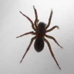 Lycosidae (family) at Murrumbateman, NSW - 10 Jun 2017