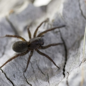 Lycosidae (family) at Murrumbateman, NSW - 10 Jun 2017