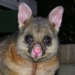 Trichosurus vulpecula (Common Brushtail Possum) at Kambah, ACT - 9 Jun 2017 by MatthewFrawley