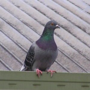 Columba livia at Kambah, ACT - 10 Jun 2017