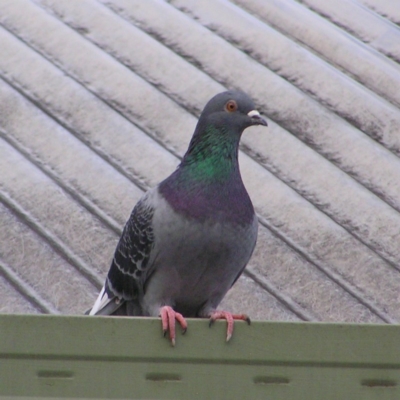 Columba livia (Rock Dove (Feral Pigeon)) at Kambah, ACT - 10 Jun 2017 by MatthewFrawley