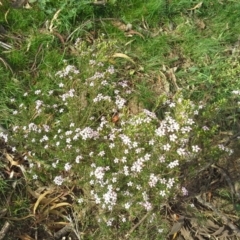 Coleonema pulchellum (Diosma) at Mount Mugga Mugga - 5 Oct 2015 by Mike