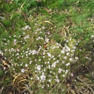 Coleonema pulchellum at Symonston, ACT - 5 Oct 2015