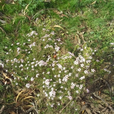 Coleonema pulchellum (Diosma) at Mount Mugga Mugga - 5 Oct 2015 by Mike