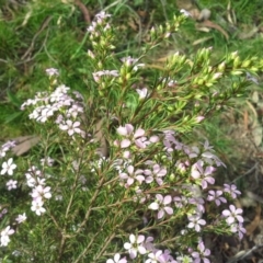 Coleonema pulchellum at Symonston, ACT - 5 Oct 2015