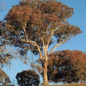 Eucalyptus polyanthemos at Urambi Hills - 3 Jun 2017