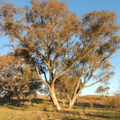 Eucalyptus blakelyi (Blakely's Red Gum) at Urambi Hills - 3 Jun 2017 by michaelb