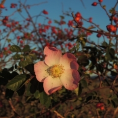 Rosa rubiginosa (Sweet Briar, Eglantine) at Kambah, ACT - 3 Jun 2017 by michaelb