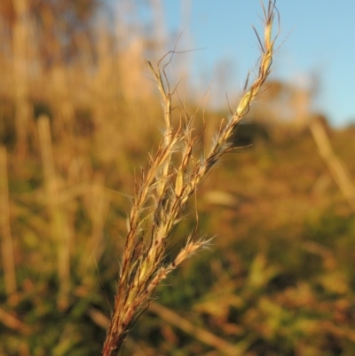 Bothriochloa macra (Red Grass, Red-leg Grass) at Urambi Hills - 3 Jun 2017 by michaelb