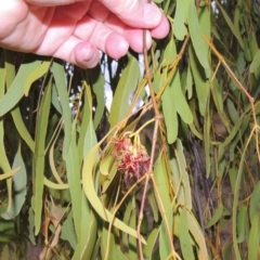 Amyema miquelii (Box Mistletoe) at Urambi Hills - 6 Feb 2017 by MichaelBedingfield