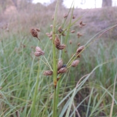 Bolboschoenus medianus (A Sedge) at Urambi Hills - 6 Feb 2017 by MichaelBedingfield