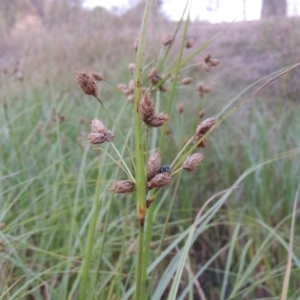 Bolboschoenus medianus at Urambi Hills - 6 Feb 2017 08:23 PM